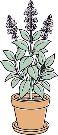 Flourishing sage plant illustration